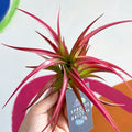 Air Plant - Tillandsia capitata - Sprouts of Bristol
