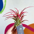 Air Plant - Tillandsia capitata - Sprouts of Bristol