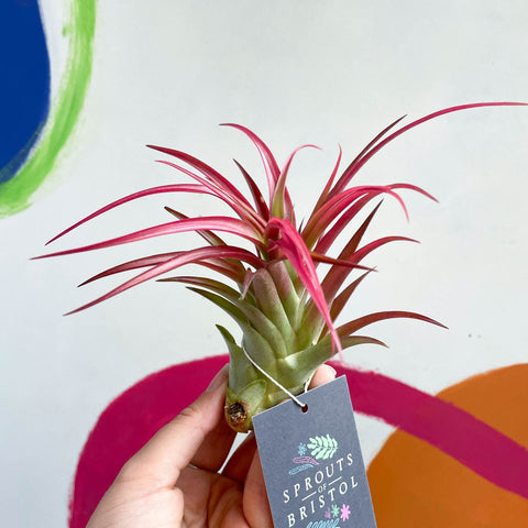 Air Plant - Tillandsia capitata - Sprouts of Bristol