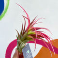 Air Plant - Tillandsia capitata - Sprouts of Bristol