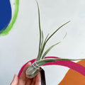 Air Plant - Tillandsia caput medusae - Sprouts of Bristol