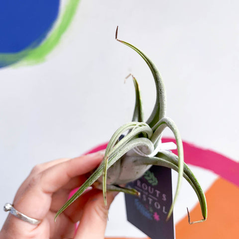 Air Plant - Tillandsia circinata - Sprouts of Bristol