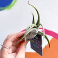 Air Plant - Tillandsia circinata - Sprouts of Bristol