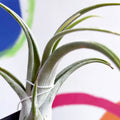 Air Plant - Tillandsia circinata - Sprouts of Bristol