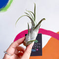 Air Plant - Tillandsia circinata - Sprouts of Bristol