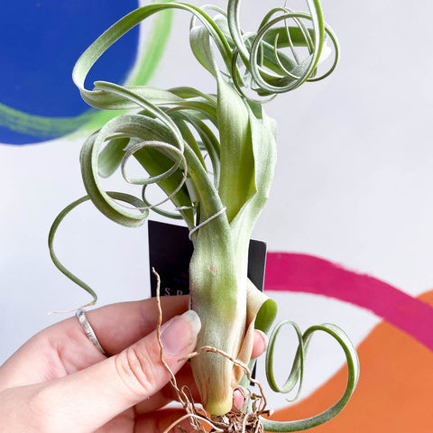 Air Plant - Tillandsia 'Curly Slim' - Sprouts of Bristol