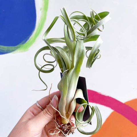 Air Plant - Tillandsia 'Curly Slim' - Sprouts of Bristol