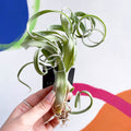 Air Plant - Tillandsia 'Curly Slim' - Sprouts of Bristol