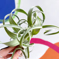 Air Plant - Tillandsia 'Curly Slim' - Sprouts of Bristol
