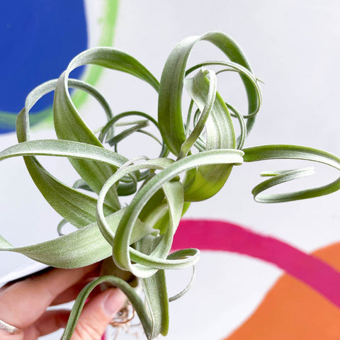 Air Plant - Tillandsia 'Curly Slim' - Sprouts of Bristol
