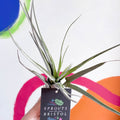 Air Plant - Tillandsia fasciculata - Sprouts of Bristol