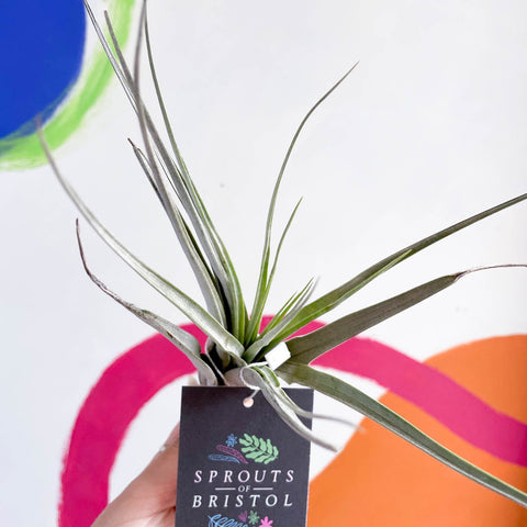 Air Plant - Tillandsia fasciculata - Sprouts of Bristol