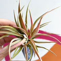 Air Plant - Tillandsia harrisii - Sprouts of Bristol
