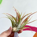 Air Plant - Tillandsia harrisii - Sprouts of Bristol