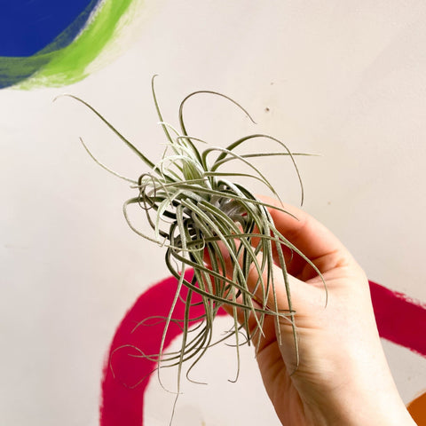 Air Plant - Tillandsia ionantha green - Sprouts of Bristol