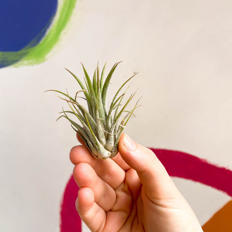 Air Plant - Tillandsia ionantha green - Sprouts of Bristol