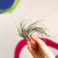 Air Plant - Tillandsia ionantha green - Sprouts of Bristol