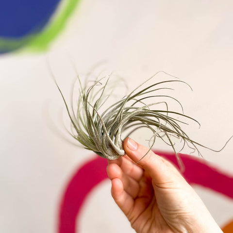 Air Plant - Tillandsia ionantha green - Sprouts of Bristol