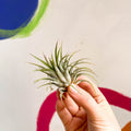 Air Plant - Tillandsia ionantha green - Sprouts of Bristol