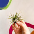 Air Plant - Tillandsia ionantha green - Sprouts of Bristol