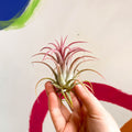 Air Plant - Tillandsia ionantha red - Sprouts of Bristol