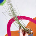 Air Plant - Tillandsia juncea - Sprouts of Bristol