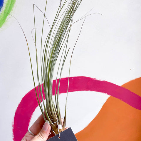 Air Plant - Tillandsia juncea - Sprouts of Bristol