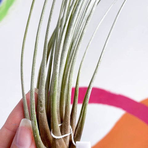 Air Plant - Tillandsia juncea - Sprouts of Bristol