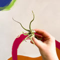 Air Plant - Tillandsia medusa - Sprouts of Bristol