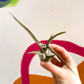 Air Plant - Tillandsia medusa - Sprouts of Bristol