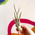 Air Plant - Tillandsia medusa - Sprouts of Bristol