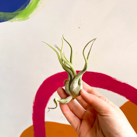 Air Plant - Tillandsia medusa - Sprouts of Bristol
