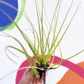 Air Plant - Tillandsia melanocrater - Sprouts of Bristol