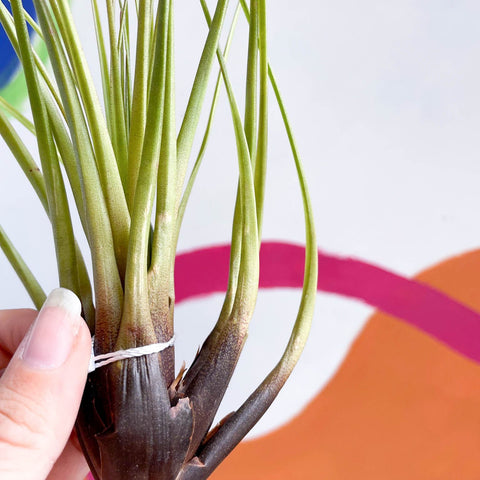 Air Plant - Tillandsia melanocrater - Sprouts of Bristol