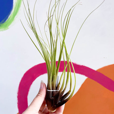 Air Plant - Tillandsia melanocrater - Sprouts of Bristol