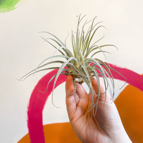 Air Plant - Tillandsia oaxacana - Sprouts of Bristol