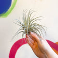 Air Plant - Tillandsia oaxacana - Sprouts of Bristol