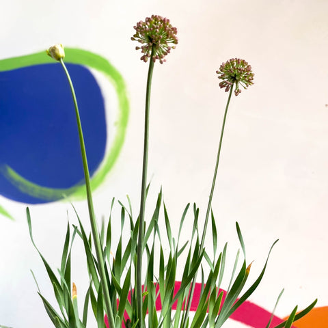 Allium senescens 'Serendipity' - Cotswold Grown Perennial - Sprouts of Bristol
