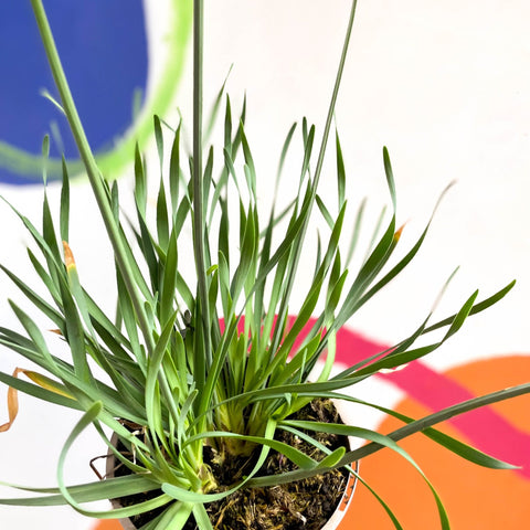 Allium senescens 'Serendipity' - Cotswold Grown Perennial - Sprouts of Bristol