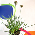Allium senescens 'Serendipity' - Cotswold Grown Perennial - Sprouts of Bristol
