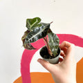 Alocasia amazonica 'Curly Bambino' - Sprouts of Bristol
