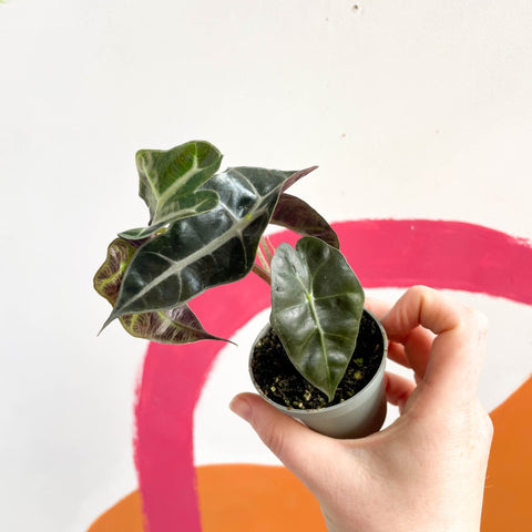 Alocasia amazonica 'Curly Bambino' - Sprouts of Bristol