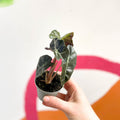 Alocasia amazonica 'Curly Bambino' - Sprouts of Bristol