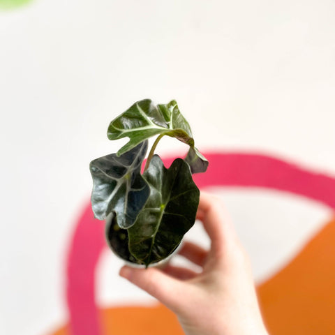 Alocasia amazonica 'Curly Bambino' - Sprouts of Bristol