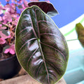 Alocasia azlanii - Sprouts of Bristol