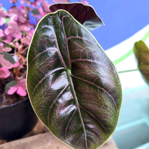Alocasia azlanii - Sprouts of Bristol