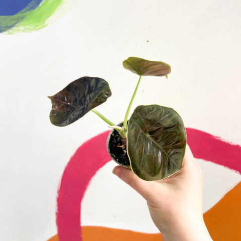 Alocasia azlanii - Sprouts of Bristol