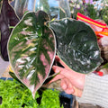 Alocasia azlanii - Sprouts of Bristol