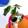 Alocasia baginda 'Dragon Scale' - Sprouts of Bristol