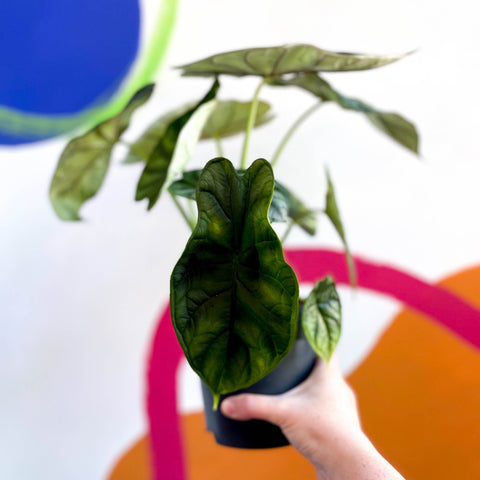 Alocasia baginda 'Dragon Scale' - Sprouts of Bristol